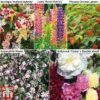 Perennial Saver Collection 1 Perennial Saver Collection -Perfect Greenery TM5p