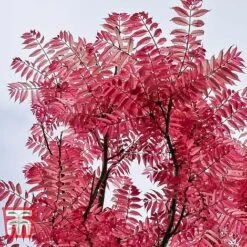 Toona Sinensis 'Flamingo' -Perfect Greenery TOON tka3632 A