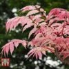 Toona Sinensis 'Flamingo' -Perfect Greenery TOON tka3632 B