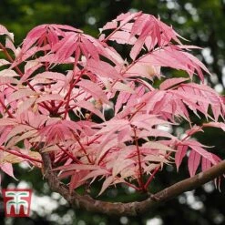 Toona Sinensis 'Flamingo' -Perfect Greenery TOON tka3632 C