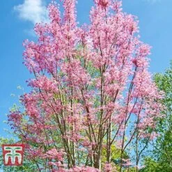 Toona Sinensis 'Flamingo' -Perfect Greenery TOON tka3632 D