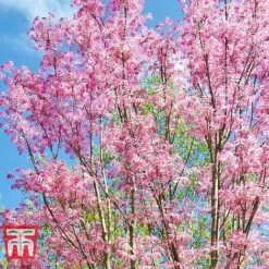 Toona Sinensis 'Flamingo' -Perfect Greenery TOON tka3632 E