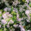 Trachelospermum 'Pink Shower' -Perfect Greenery TRAC T71389 A h