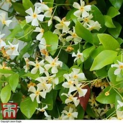 Trachelospermum Jasminoides 'Star Of Toscana' -Perfect Greenery TRAC T71895 B