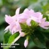Trachelospermum Jasminoides 'Pink' 1 Trachelospermum Jasminoides 'Pink' -Perfect Greenery TRAC JASMINOID1