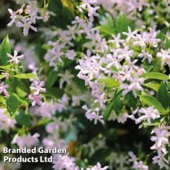 Trachelospermum Trio 9 Trachelospermum Trio -Perfect Greenery TRAC PINKYWING L21451