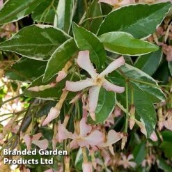 Trachelospermum Jasminoides 'Star Of Milano' -Perfect Greenery TRAC STARMILAN S50989