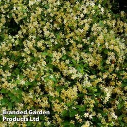 Trachelospermum Jasminum 'Star Of Toscana' -Perfect Greenery TRAC STAROFTOS S09273