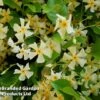 Trachelospermum Jasminum 'Star Of Toscana' -Perfect Greenery TRAC STAROFTOS S09274