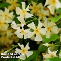 Trachelospermum Jasminum 'Star Of Toscana' -Perfect Greenery TRAC STAROFTOS S09275