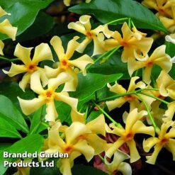 Trachelospermum Jasminum 'Star Of Toscana' -Perfect Greenery TRAC STAROFTOS S09276