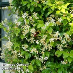 Trachelospermum Jasminum 'Star Of Toscana' -Perfect Greenery TRAC STAROFTOS S09277