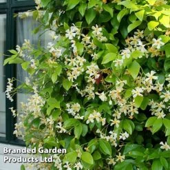 Trachelospermum Trio 8 Trachelospermum Trio -Perfect Greenery TRAC STAROFTOS T40591