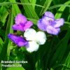 Tradescantia Virginiana -Perfect Greenery TRAD 64692 A