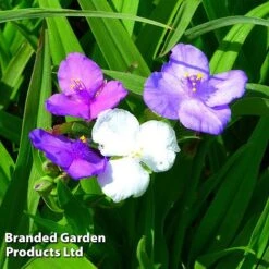 Tradescantia Virginiana