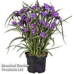 Tradescantia 'JS® Brainstorm' 17 Tradescantia 'JS® Brainstorm' -Perfect Greenery TRAD BRAINSTOR H41253