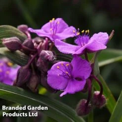 Tradescantia 'JS® Brainstorm' 14 Tradescantia 'JS® Brainstorm' -Perfect Greenery TRAD BRAINSTOR H41255