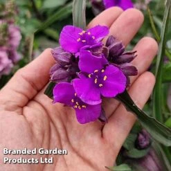 Tradescantia 'JS® Brainstorm' 16 Tradescantia 'JS® Brainstorm' -Perfect Greenery TRAD BRAINSTOR H41260