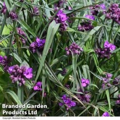 Tradescantia 'JS® Brainstorm' 15 Tradescantia 'JS® Brainstorm' -Perfect Greenery TRAD BRAINSTOR T50080
