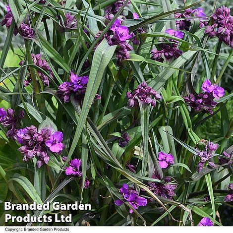 Tradescantia 'JS® Brainstorm' 8 Tradescantia 'JS® Brainstorm' - Image 6