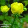 Trollius Europaeus Lemon Queen 1 Trollius Europaeus Lemon Queen -Perfect Greenery TROL 64698 A