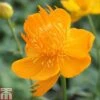 Trollius Chinensis 'Golden Queen' -Perfect Greenery TROL T78448 A h