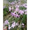 Tulbaghia Violacea (Marginal Aquatic) -Perfect Greenery TULB T78450 A h