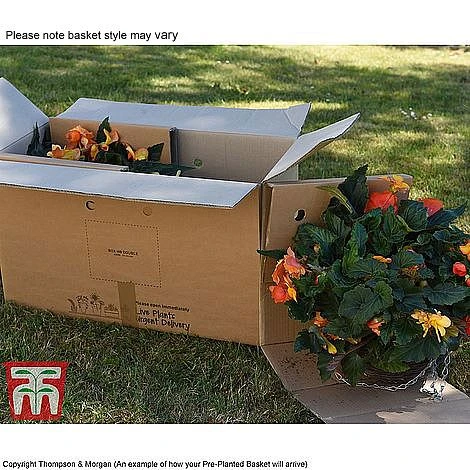 Sherbet Lemon 6 Sherbet Lemon - Image 4