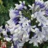 Agapanthus Africanus 'Twister' -Perfect Greenery TWISTER A