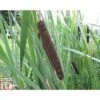 Typha Latifolia (Marginal Aquatic) -Perfect Greenery TYPH T78463 A h