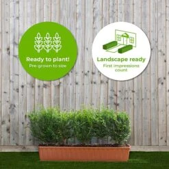 English Yew Instant Trough Hedge 1m (pre-grown) -Perfect Greenery Taxus20baccata2040cm201yr20tr20 202