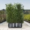 English Yew Ready Bag Instant Hedge 1m (pre-grown) -Perfect Greenery Taxus20baccata20copy