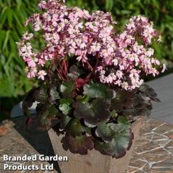 Saxifraga Dancing Pixies Duo -Perfect Greenery Tilly