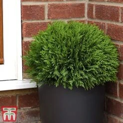 Thuja Occidentalis 'Tiny Tim' -Perfect Greenery Tiny tim3