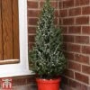 Potted Christmas Tree - Picea Perfecta - Gift -Perfect Greenery Tree