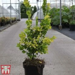 Ulmus X Hollandica 'Wredei' -Perfect Greenery ULMU TKA3638 B