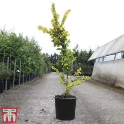 Ulmus X Hollandica 'Wredei' -Perfect Greenery ULMU TKA3638 C