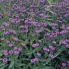 Verbena Rigida -Perfect Greenery VER8790 A h