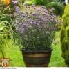 Verbena Bonariensis 'Royal Dreams' -Perfect Greenery VERB KB2752 A