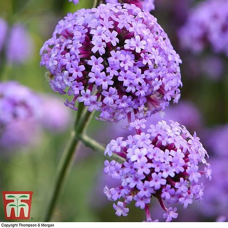 Verbena Bonariensis 'Royal Dreams' 4 Verbena Bonariensis 'Royal Dreams' - Image 2