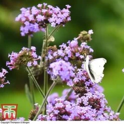 Verbena Bonariensis 'Royal Dreams' 10 Verbena Bonariensis 'Royal Dreams' -Perfect Greenery VERB KB2752 C