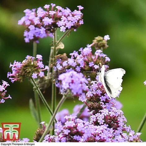 Verbena Bonariensis 'Royal Dreams' 5 Verbena Bonariensis 'Royal Dreams' - Image 3