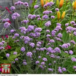 Verbena Bonariensis 'Royal Dreams' 11 Verbena Bonariensis 'Royal Dreams' -Perfect Greenery VERB KB2752 D