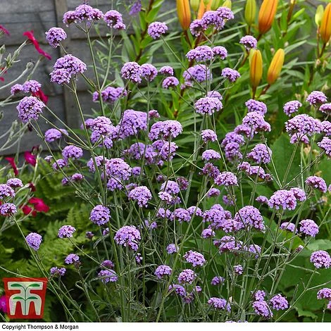 Verbena Bonariensis 'Royal Dreams' 6 Verbena Bonariensis 'Royal Dreams' - Image 4