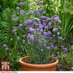 Verbena Bonariensis 'Royal Dreams' 13 Verbena Bonariensis 'Royal Dreams' -Perfect Greenery VERB KB2752 E