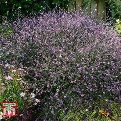 Verbena Officinalis Var. Grandiflora 'Bampton' -Perfect Greenery VERB KB3205 B