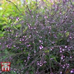 Verbena Officinalis Var. Grandiflora 'Bampton' -Perfect Greenery VERB KB3205 C