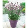 Verbena Bonariensis 'Lollipop' -Perfect Greenery VERB T57548 A h