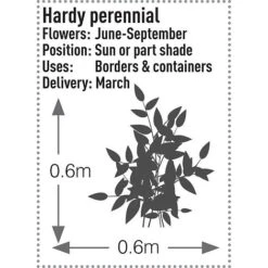 Verbena Bonariensis 'Lollipop' -Perfect Greenery VERB T57548 B h