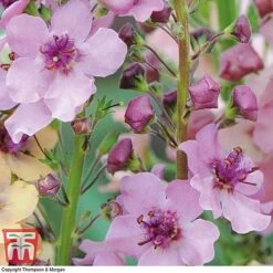 Verbascum X Hybrida 'Southern Charm' -Perfect Greenery VERB T74435 C